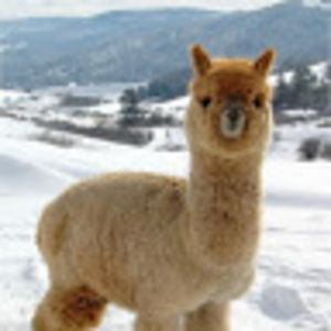 Meet your Posher, Alina